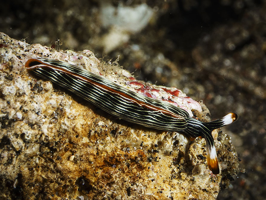 Thuridilla sp. F