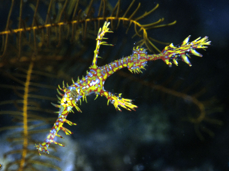 Solenostomus�paradoxus