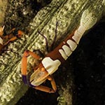 Zenopontonia rex