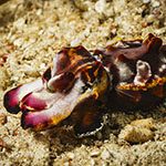 Ascarosepion pfefferi