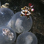 Ascarosepion pfefferi