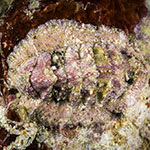 Craspedochiton cf. tesselatus