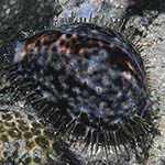 Cypraea tigris