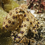 Hapalochlaena lunata.