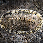 Ischnochiton caliginosus