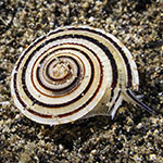 Architectonica perspectiva