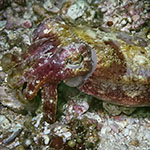 Ascarosepion latimanus