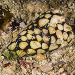 Conus marmoreus