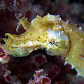 Cuttlefish 06
