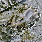 Cymbiola vespertilio