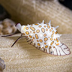 Diminovula aurantiomacula