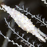 Phenacovolva cf. rosea