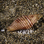 Turrilatirus turritus