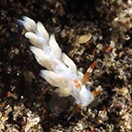 Tenellia sp. AZ