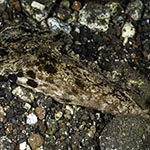 Dolabella auricularia