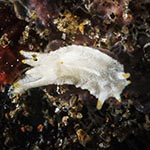 Murphydoris sp. G