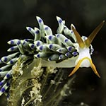 Tenellia sp. 4