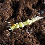 Tenellia sp. 6