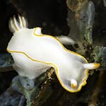 Thorunna furtiva