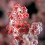Hippocampus bargibanti