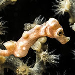 Hippocampus denise