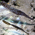 Solenostomus cyanopterus 03