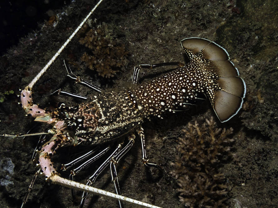 Panulirus femoristriga