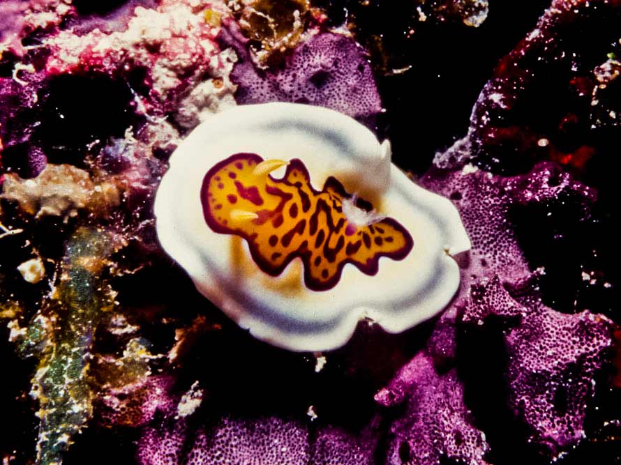 Goniobranchus gleniei