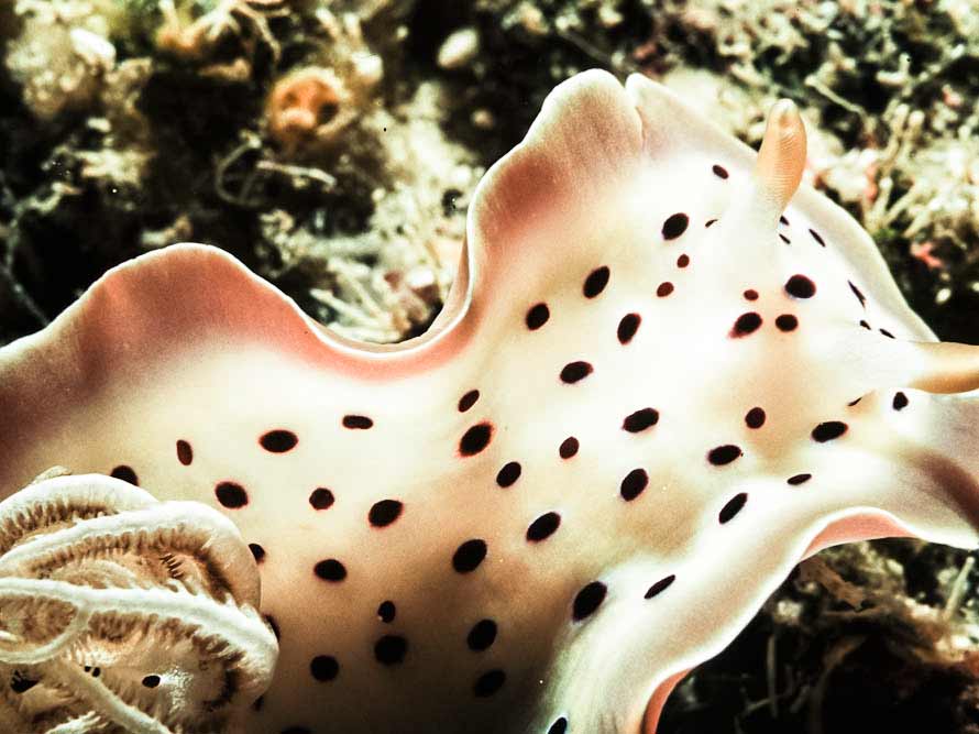 Goniobranchus tritos