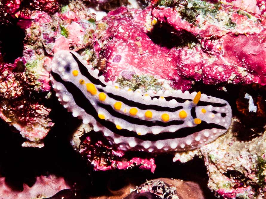 Phyllidia alyta