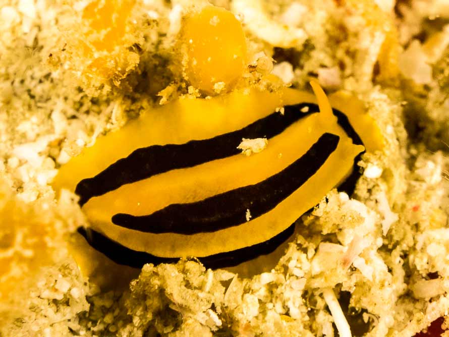 Phyllidia koehleri
