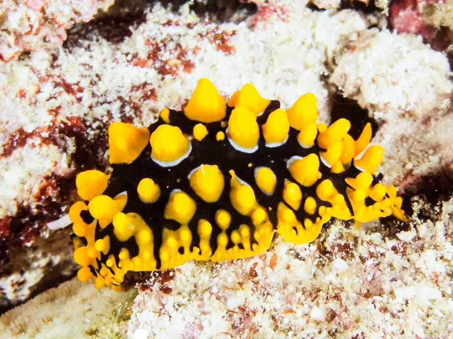 Phyllidia ocellata