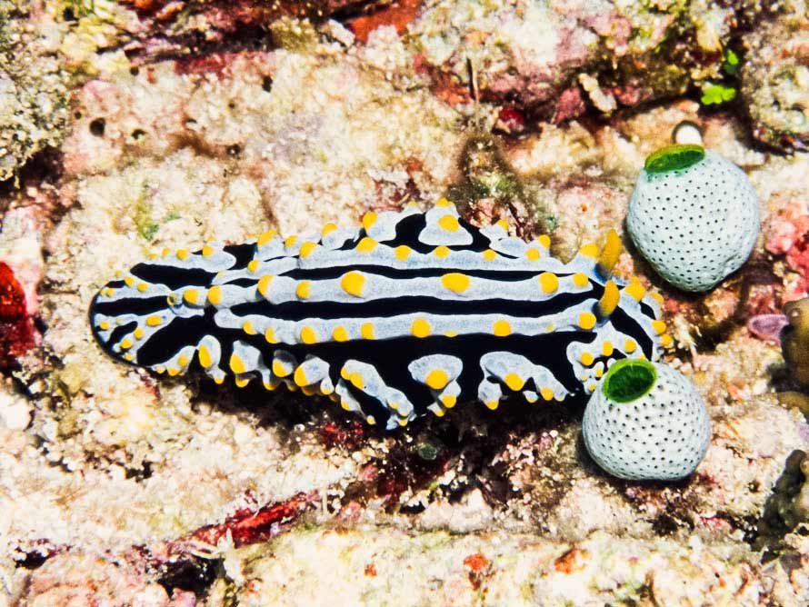 Phyllidia varicosa