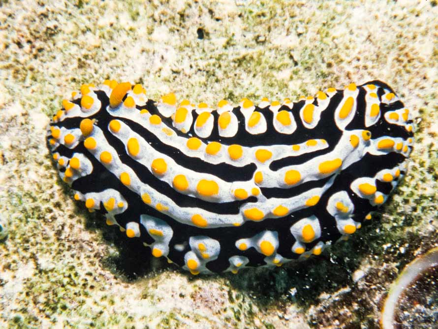 Phyllidia varicosa
