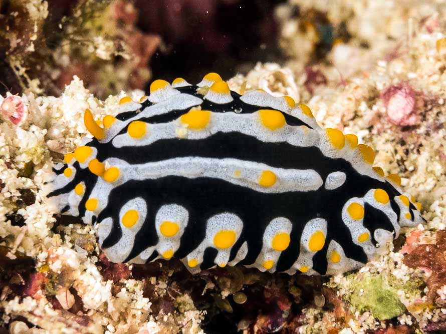 Phyllidia varicosa