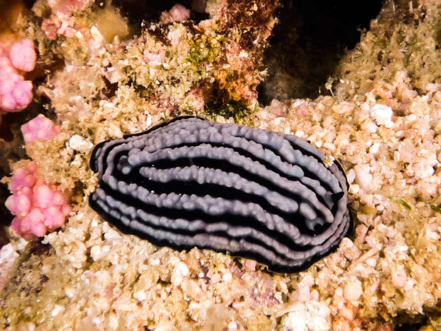 Phyllidiella rosans