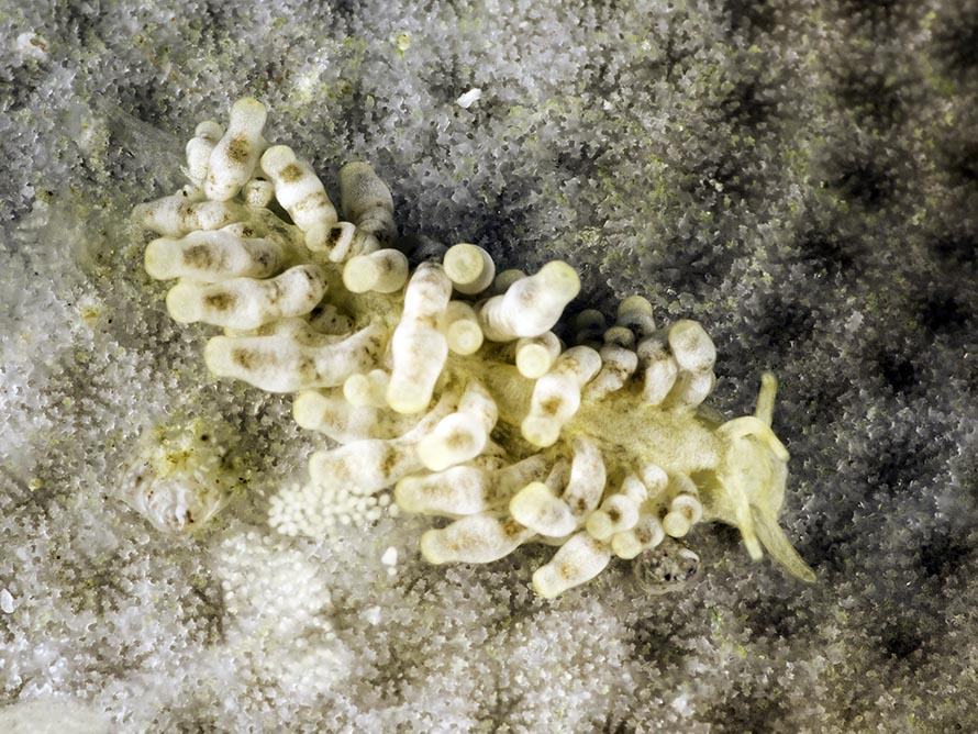 Tenellia minor