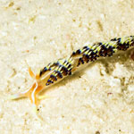 Caloria indica