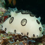 Jorunna funebris