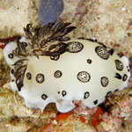 Jorunna funebris