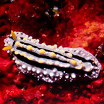 Phyllidia alyta