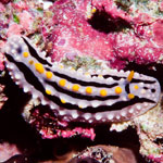 Phyllidia alyta
