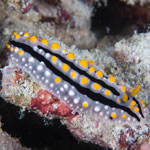 Phyllidia alyta