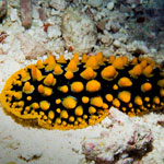 Phyllidia ocellata