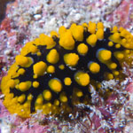 Phyllidia ocellata