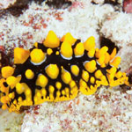 Phyllidia ocellata