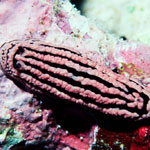 Phyllidiella rosans