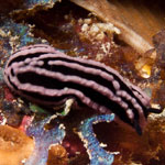 Phyllidiella rosans