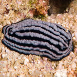 Phyllidiella rosans
