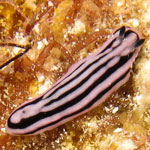 Phyllidiella rosans